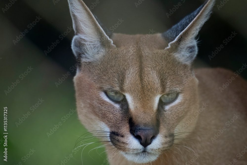 Obraz premium The Caracal (Caracal caracal), a medium-sized wild cat.