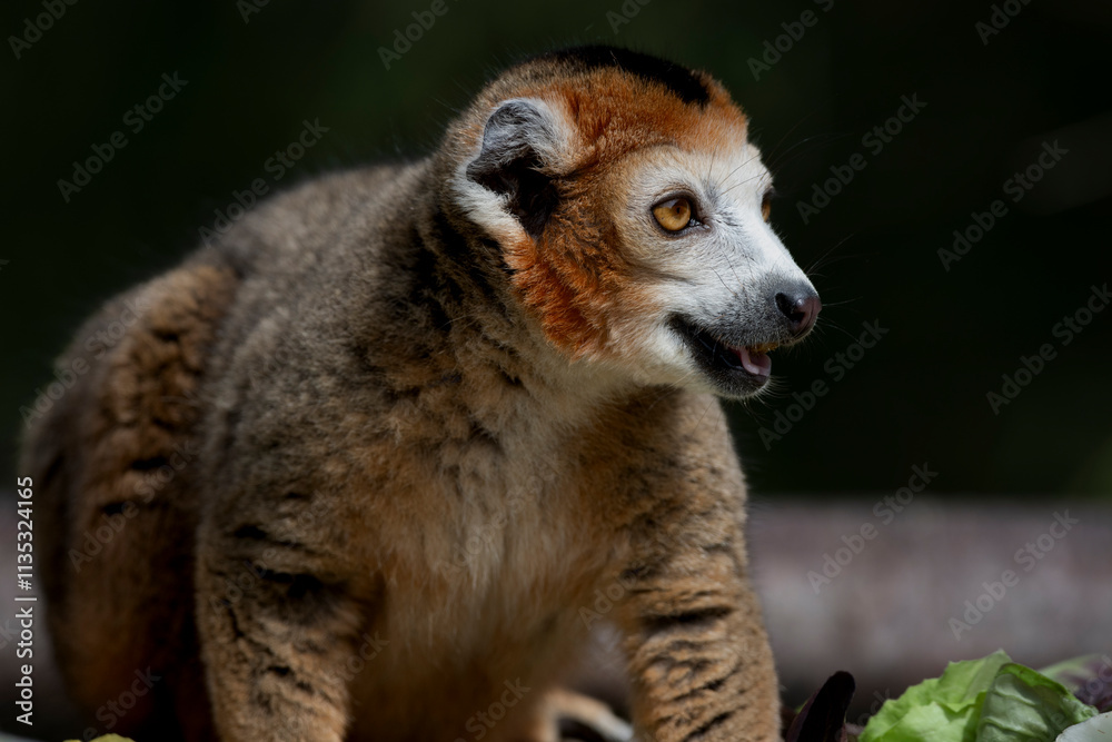 Fototapeta premium The Crowned Lemur (Eulemur coronatus).