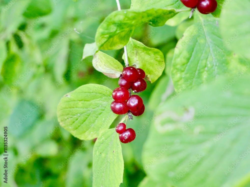 Red berries of the poisonous fly honeysuckle (Lonicera xylosteum), European fly honeysuckle, dwarf honeysuckle or fly woodbine. Vilnius, Lithuania.