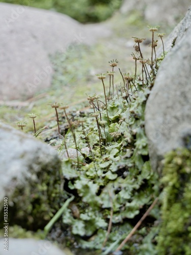 Marchantia polymorpha is a species of large thalloid liverwort in the class Marchantiopsida photo