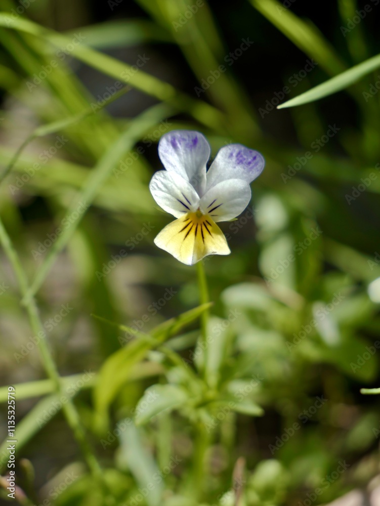 Flower of the wild pansy (Viola tricolor), Johnny Jump up, also, heartsease, heart's ease, heart's delight, tickle-my-fancy, Jack-jump-up-and-kiss-me, come-and-cuddle-me, three faces in a hood. Flower of the wild pansy (Viola tricolor), Johnny Jump up, also, heartsease, heart's ease, heart's delight, tickle-my-fancy, Jack-jump-up-and-kiss-me, come-and-cuddle-me, three faces in a hood.