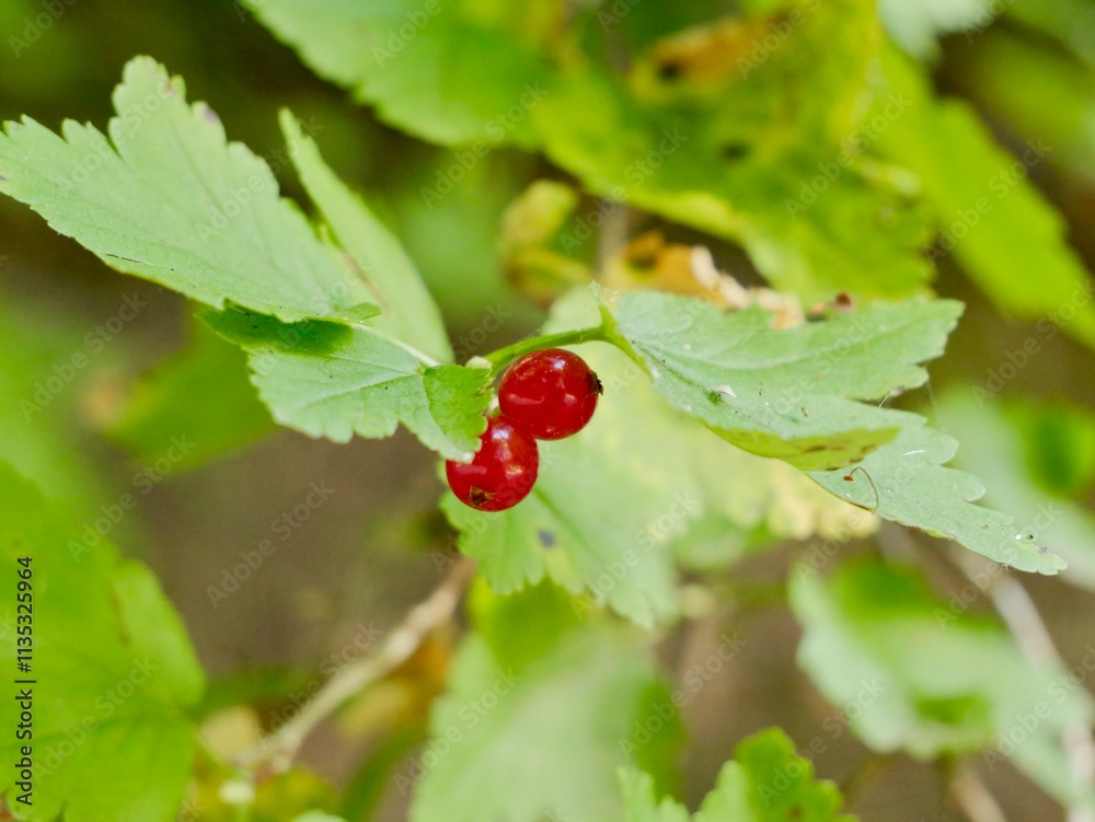 The mountain currant (Ribes alpinum) or alpine currant, is a small deciduous, dioecious shrub The mountain currant (Ribes alpinum) or alpine currant, is a small deciduous, dioecious shrub