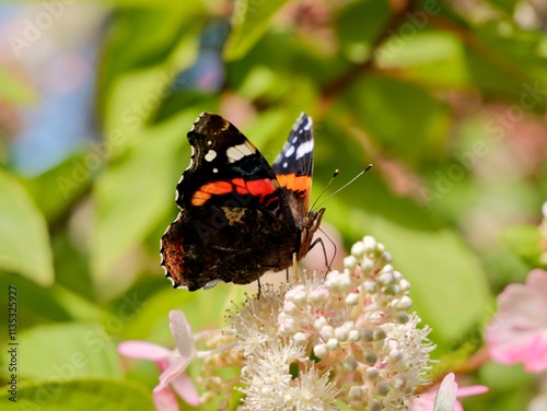 The red admiral (Vanessa atalanta) butterfly or the red admirableon flower. The red admiral is widely distributed across temperate regions of North Africa, the Americas, Europe, Asia, and Caribbean photo