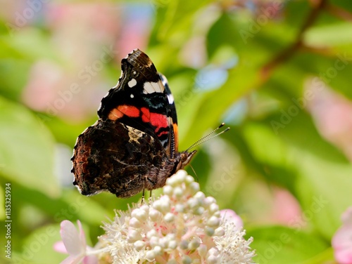 The red admiral (Vanessa atalanta) butterfly or the red admirableon flower. The red admiral is widely distributed across temperate regions of North Africa, the Americas, Europe, Asia, and Caribbean photo