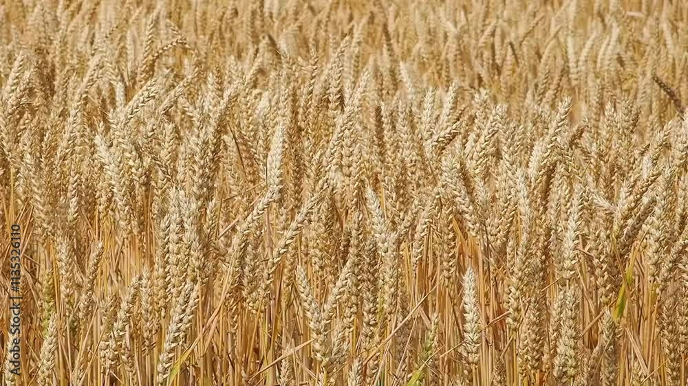ripe ears of wheat swaying in the wind in a field. slow motion ripe ears of wheat swaying in the wind in a field. slow motion