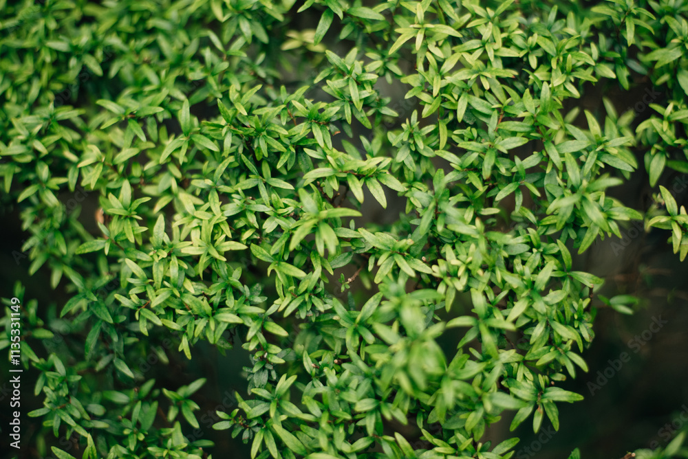Closeup of green leaves texture background. Green leaves with beautiful pattern in jungle for organic concept. Closeup of green leaves texture background. Green leaves with beautiful pattern in jungle for organic concept.