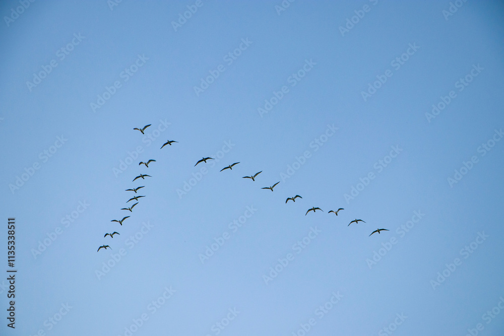 A flock of ducks flying in formation.
A flock of wild ducks flying in the blue sky. Ducks in a V formation in silhouette against the sky. A flock of ducks flying in formation.
A flock of wild ducks flying in the blue sky. Ducks in a V formation in silhouette against the sky.