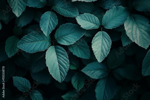 green leaves on a black background photo