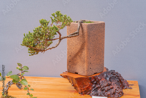 A stylized bonsai with a twisted trunk and small, rounded foliage is displayed on a wooden surface in a tall, textured planter The arrangement includes a naturalistic base, possibly driftwood or scu photo