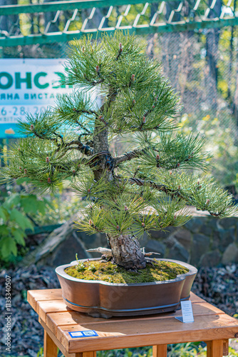 A potted bonsai tree, possibly a coniferous species like pine or cedar, is the main focus of this outdoor image The tree has a twisted trunk and pruned branches, giving it an artistic look Although photo