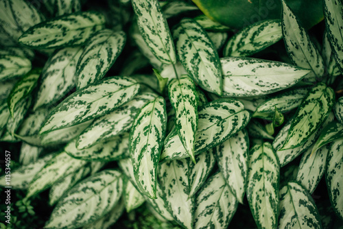 Scindapsus leaves. white and green leaves, filled background photo