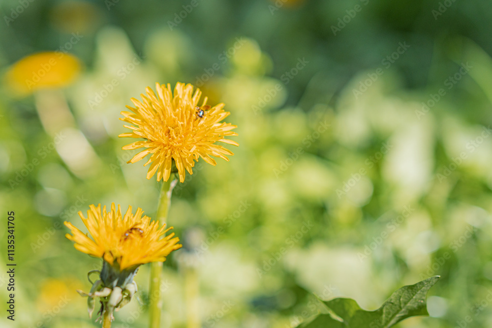 Image of two yellow, fuzzy dandelion seed heads ready for wind dispersal against a greenery background Soft shadows and natural lighting create a warm atmosphere in the realistic depiction focusing Image of two yellow, fuzzy dandelion seed heads ready for wind dispersal against a greenery background Soft shadows and natural lighting create a warm atmosphere in the realistic depiction focusing