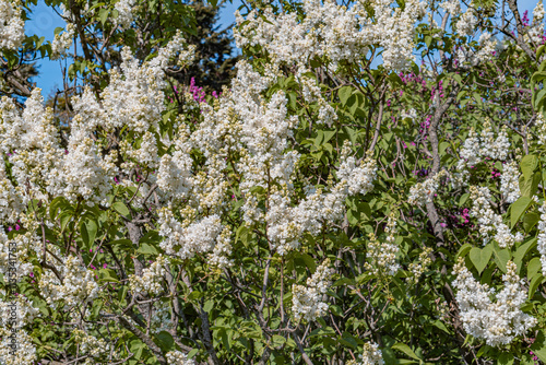 Image showcases a close-up of a flowering bush with small white blossoms, clustered in groups amidst dense green foliage The blurred background emphasizes the sharpness of flower details in the fore photo