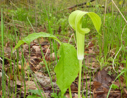 Arisaema triphyllum | Jack-in-the-Pulpit | Native North American Woodland Wildflower photo