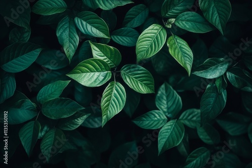 Wallpaper Mural Modern dark green background for creative graphic design Torontodigital.ca