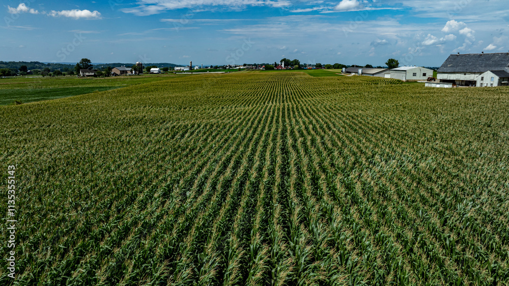 A vast expanse of green corn plants fills the landscape under a bright blue sky. Farm buildings dot the horizon, showcasing a rural setting rich in agricultural life. A vast expanse of green corn plants fills the landscape under a bright blue sky. Farm buildings dot the horizon, showcasing a rural setting rich in agricultural life.