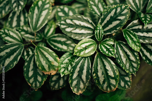 Scindapsus leaves. white and green leaves, filled background photo