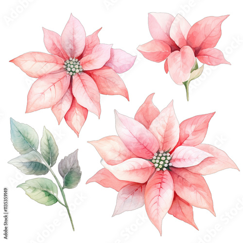 Poinsettia Flowers photo