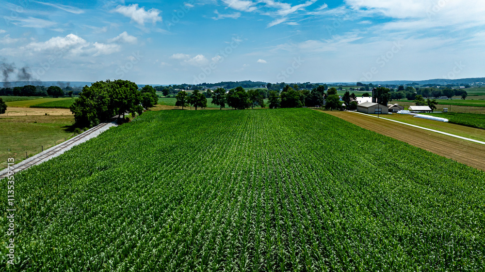 Expansive cornfield thrives in the warm sunlight, surrounded by trees and distant farm structures. The clear blue sky enhances the vibrant greenery, creating a peaceful rural landscape. Expansive cornfield thrives in the warm sunlight, surrounded by trees and distant farm structures. The clear blue sky enhances the vibrant greenery, creating a peaceful rural landscape.