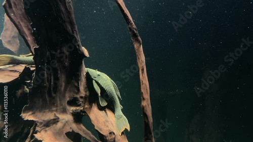Blue eyed Red Fin Pleco, Blue-eyed Cochliodon Catfish, Cochliodon soniae, Hypostomus soniae, L 137 Red Bruno in natural habitat, sleeping on a mangrove tree trunk in green blue water