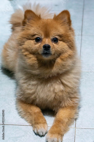 pomeranian spitz puppy
