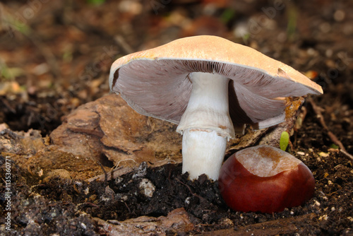 Umbrella Mushroom over Chestnut 07