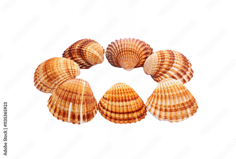 Collection of seashells isolated on white background Collection of seashells isolated on white background