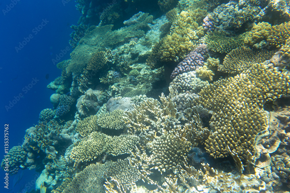 A nice photo of coral reef