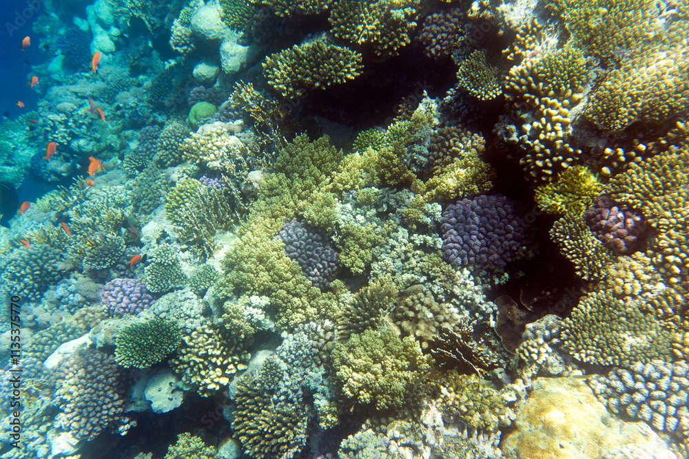 A nice photo of coral reef A nice photo of coral reef
