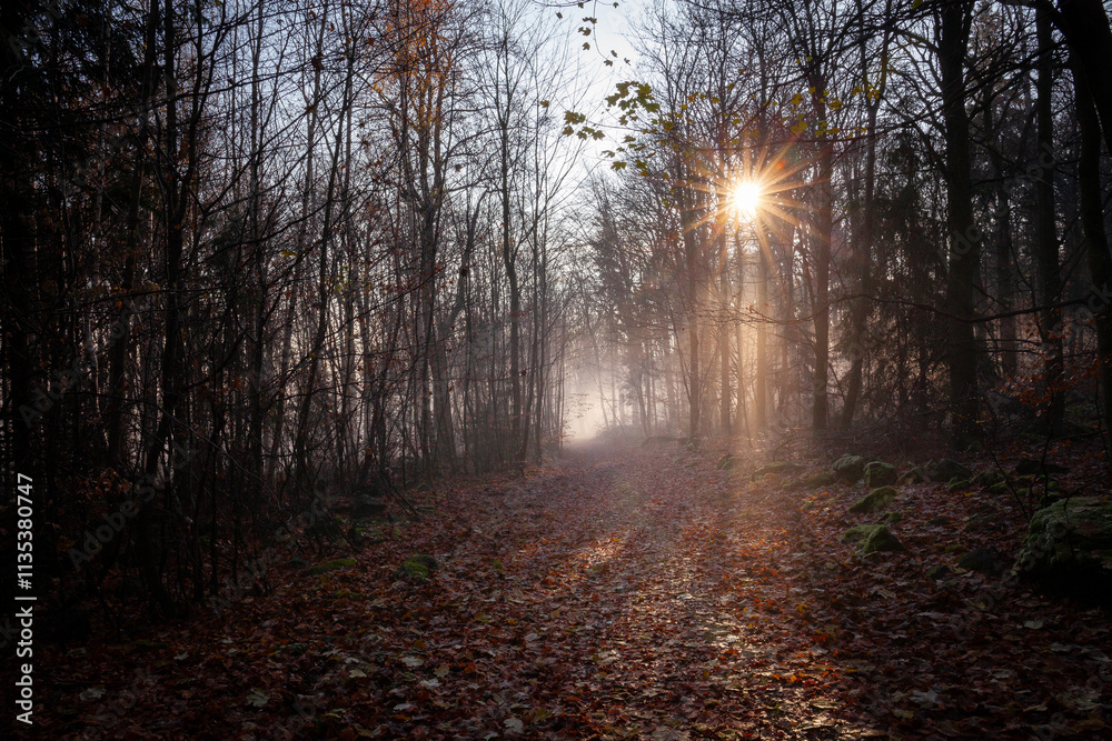 Fototapeta premium Sunrise in the misty forest