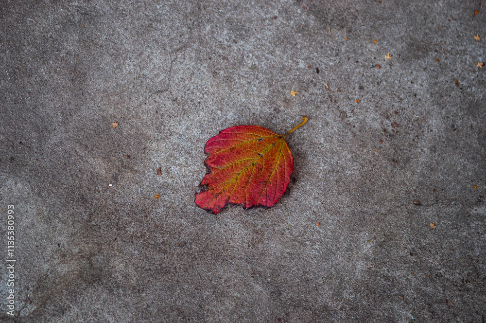 Fototapeta premium Autumn yellow leaf lies on concrete