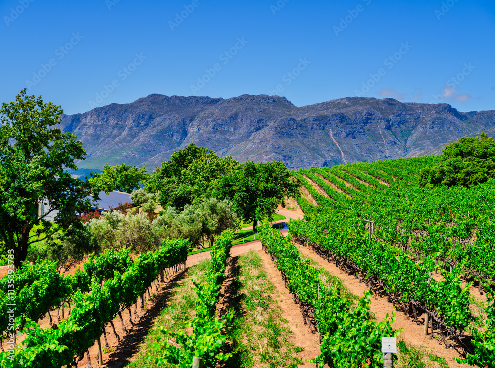 Vineyard with rows of vines on a slope extending to a mountain in Somerset West, South Africa