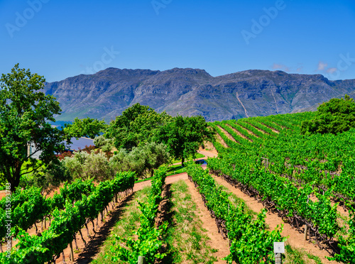 Obraz na płótnie Vineyard with rows of vines on a slope extending to a mountain in Somerset West, South Africa w salonie
