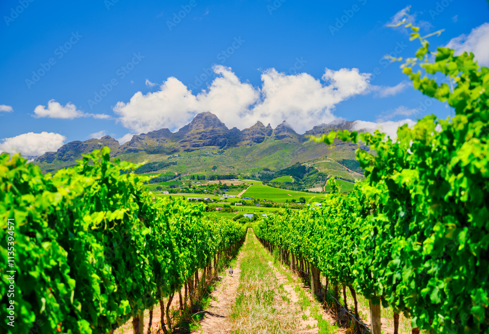 Rows of vines in a vineyard reaching towards Helderberg Mountain with a blue sky and white clouds, Somerset West, South Africa