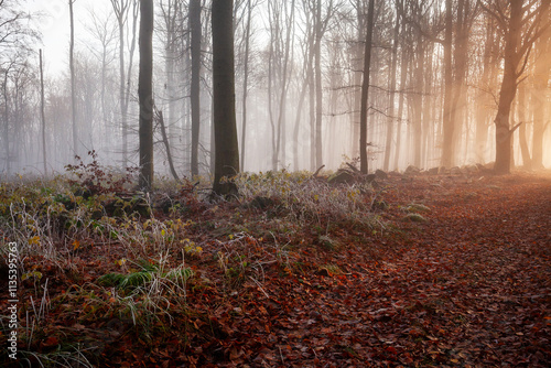 Sunrise in the misty forest