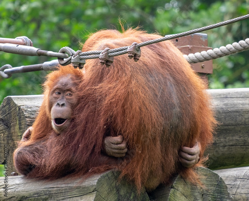 the cute  little orangutan hugs his mother at the zoo photo