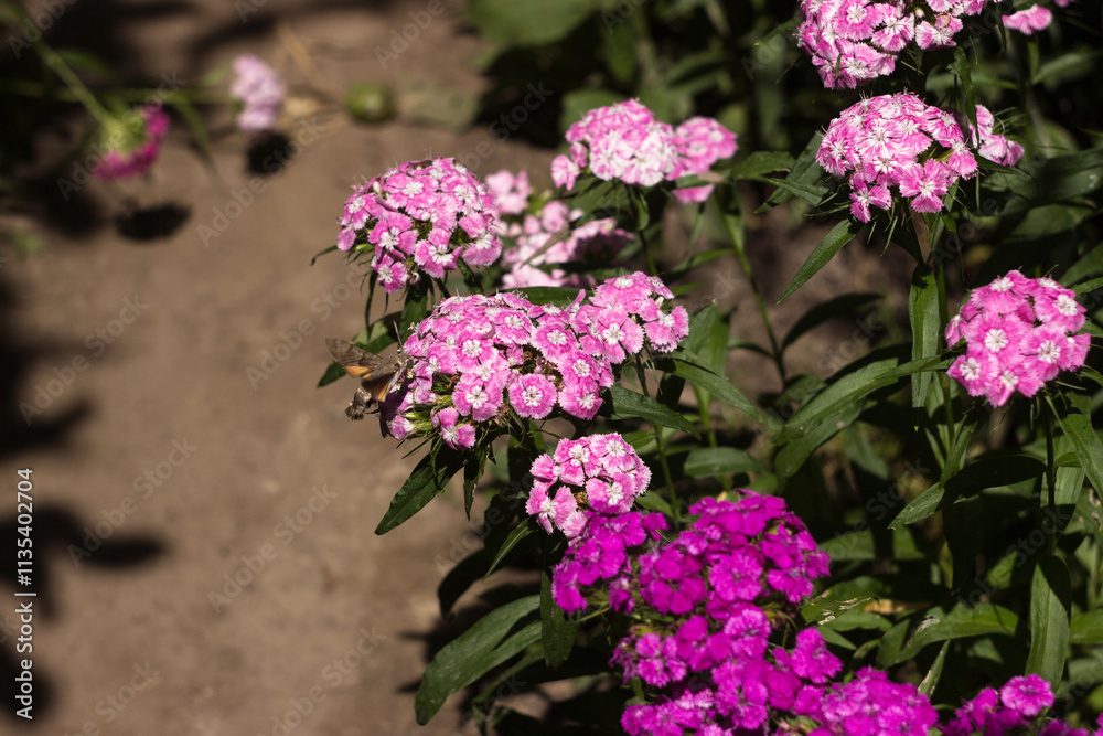 Sphingidae in flight flying to Dianthus barbatus in a flower bed in the garden in summer, background Sphingidae in flight flying to Dianthus barbatus in a flower bed in the garden in summer, background