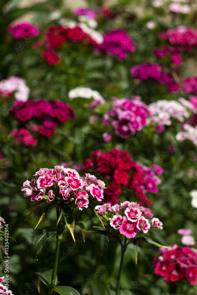 Bright Dianthus barbatus bloom in the flower bed in the garden in summer, background Bright Dianthus barbatus bloom in the flower bed in the garden in summer, background