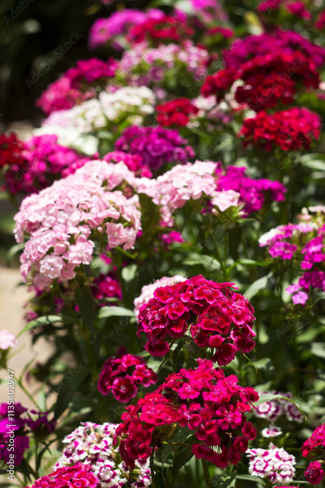 Bright Dianthus barbatus bloom in the flower bed in the garden in summer, background Bright Dianthus barbatus bloom in the flower bed in the garden in summer, background