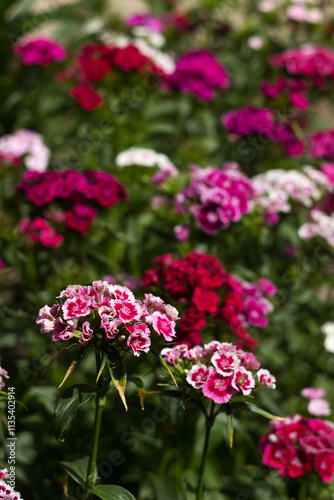 Bright Dianthus barbatus bloom in the flower bed in the garden in summer, background