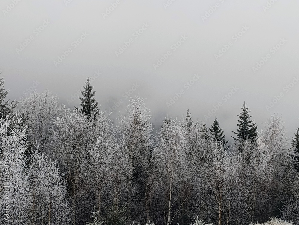 fog in the forest fog in the forest