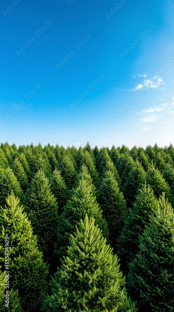 Lush Green Evergreen Trees Stretching Across a Clear Blue Sky in a Vibrant Forest Landscape During Bright Daylight Lush Green Evergreen Trees Stretching Across a Clear Blue Sky in a Vibrant Forest Landscape During Bright Daylight