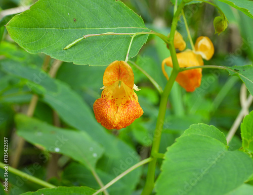 Impatiens capensis | Jewelweed | Spotted touch-me-not | Native North American Wetland Wildflower 