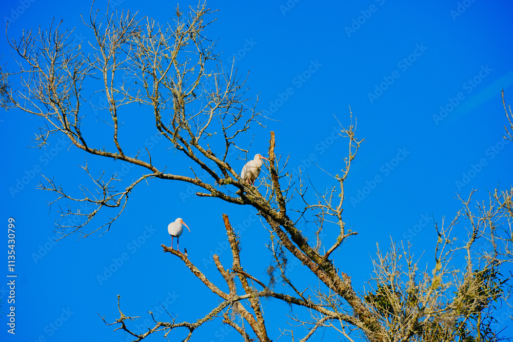 Obraz premium Winter landscape of Flatwoods Flatwoods Conservation Park in Tampa Florida