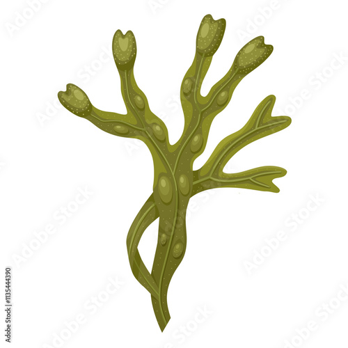 Illustration of Fucus vesiculosus, known by the common names bladderwrack, black tang, rockweed, sea grapes, and bladder fucus, isolated on white background.