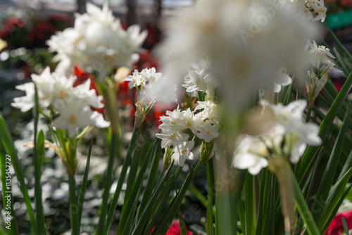 close-up of Narcissus papyraceus (paperwhites) on a defocused background photo