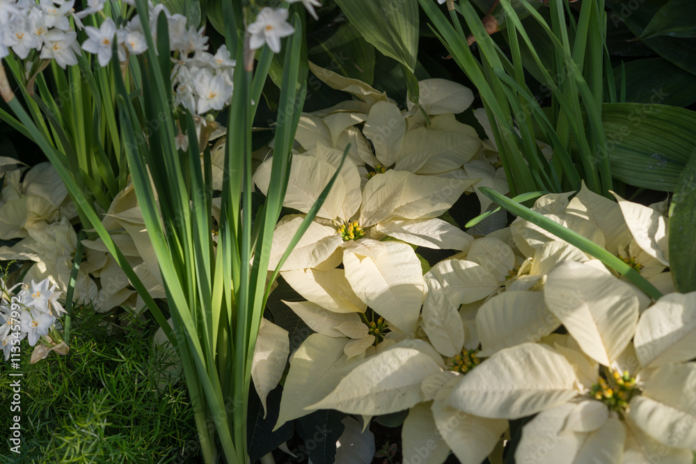 Fototapeta premium delicate sunlight (and strobe) falls on creamy white poinsettia bracts and Narcissus papyraceus (paperwhites)