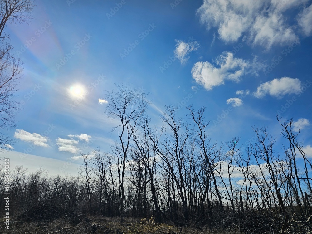 Sky and trees Sky and trees
