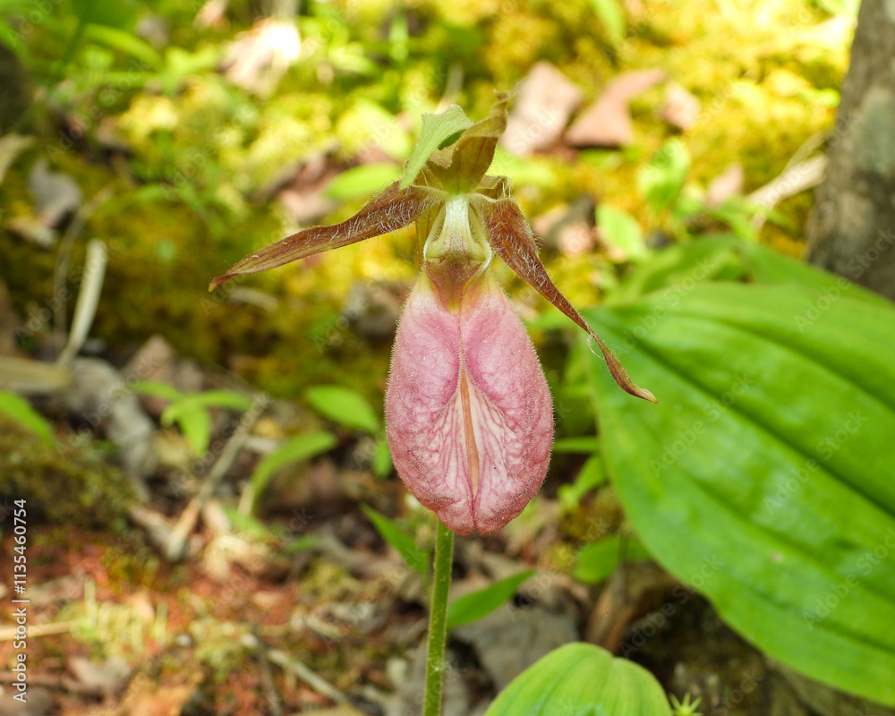 Cypripedium acaule | Pink Lady's Slipper Orchid Flower | Native North American Orchid Wildflower Cypripedium acaule | Pink Lady's Slipper Orchid Flower | Native North American Orchid Wildflower