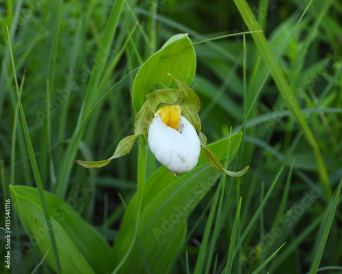 Cypripedium candidum | Small White Lady's-slipper | White Moccasin-flower | Native North American Orchid Wildflower photo